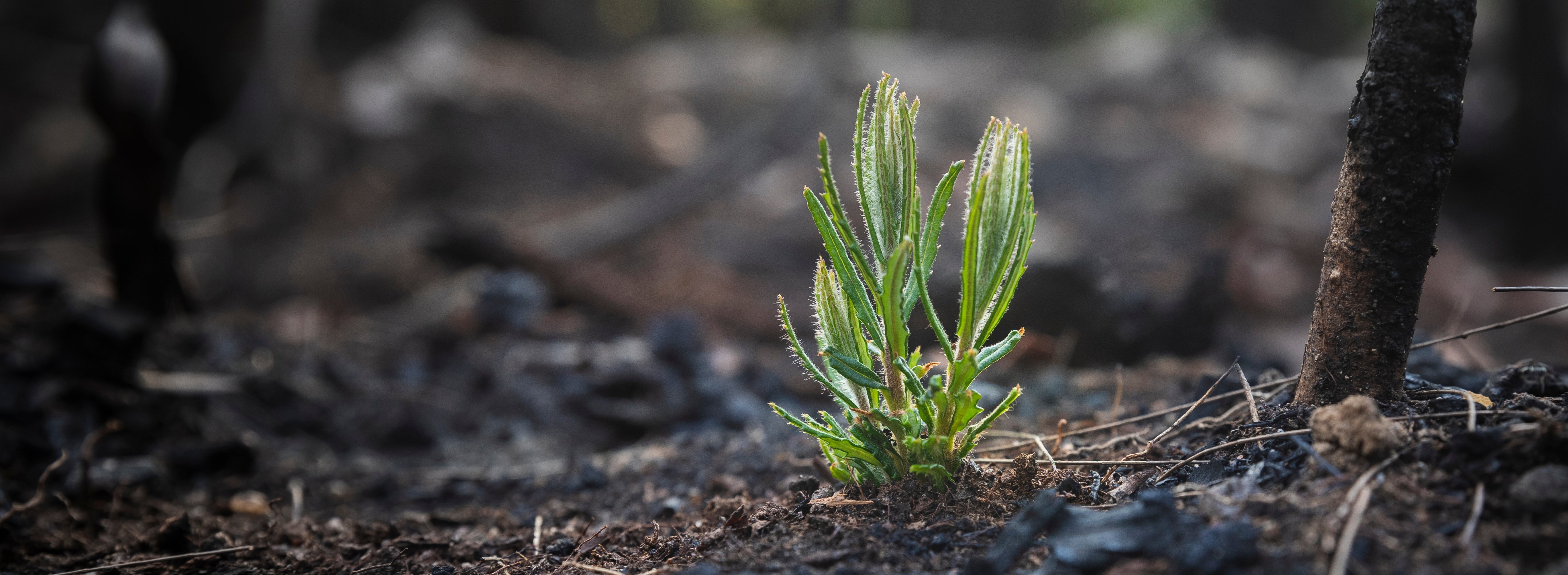 plant sprouting from ground