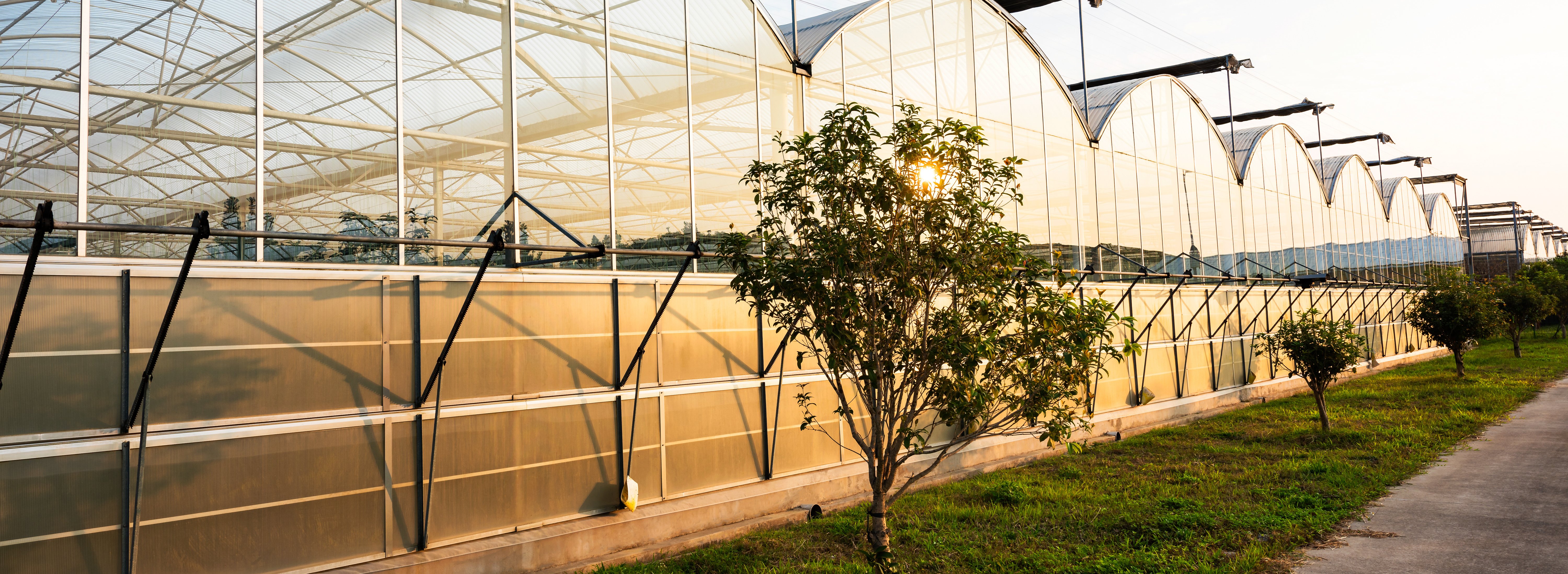 greenhouse
