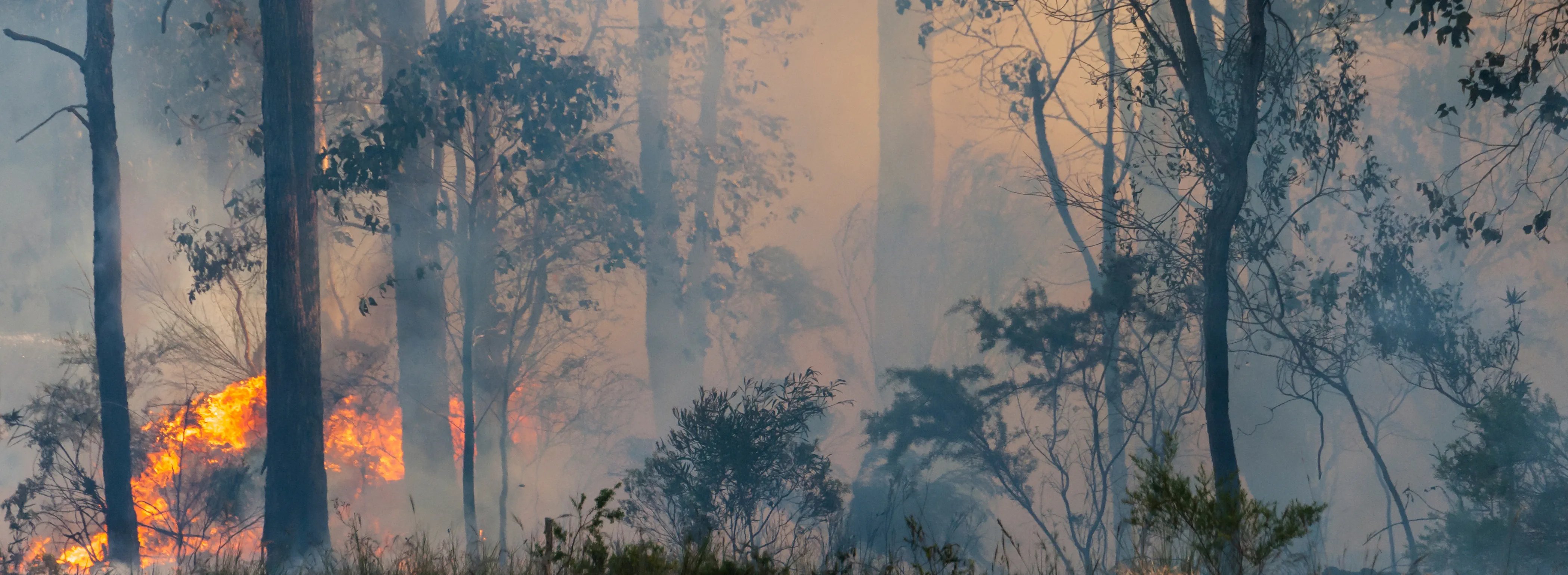 bushfires